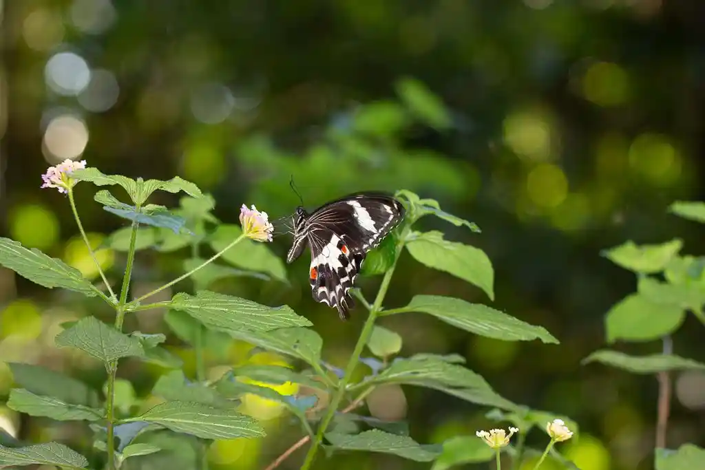 ME4-1993-08_Bien-Immobilier